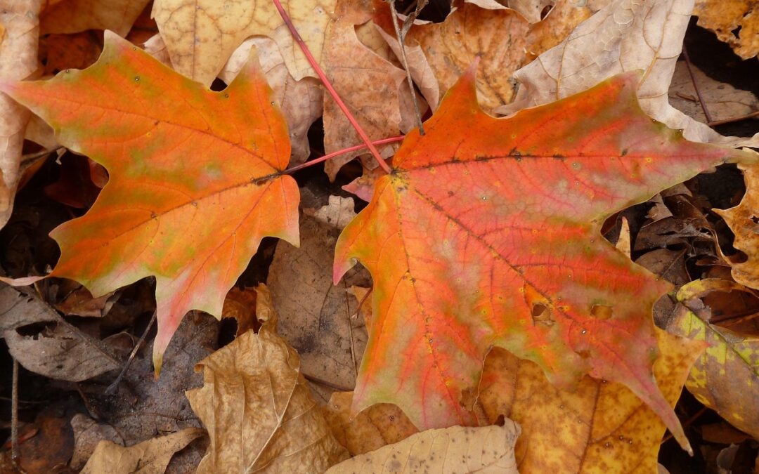 Conférences d’automne du RESSC